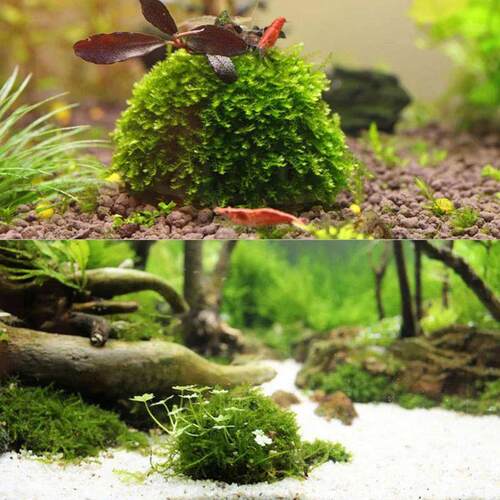 Aquarium Decoration Plants Bio Moss Ball Holder for Aquarium