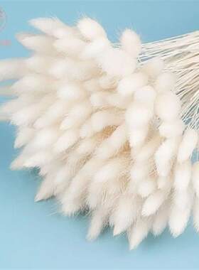 60Pcs Natural Bunny Rabbit Tail Grass Dried Flower Bouquet W