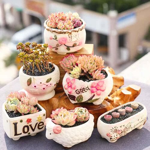 Fleshy Flower Pot Ceramic Combination Set Small Fresh Fleshy