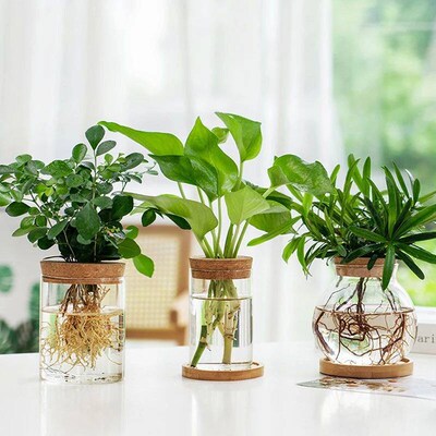 Mini Hydroponic Flower Pot Transparent Terrarium Glass Soill