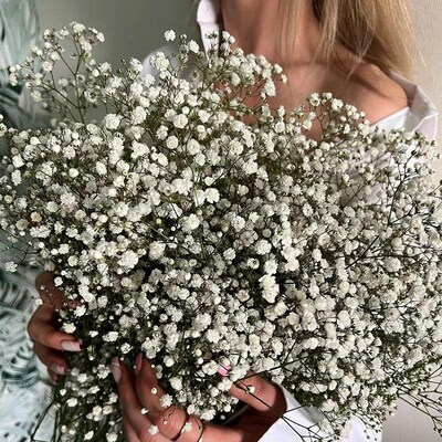 White Natural Dried Gypsophila Babys Breath Dried Flowers G