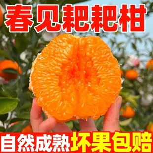 【乡村振兴】正宗四川春见耙耙柑头茬鲜果新鲜采摘颗粒饱满