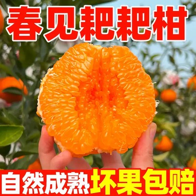 【乡村振兴】正宗四川春见耙耙柑头茬鲜果新鲜采摘颗粒饱满