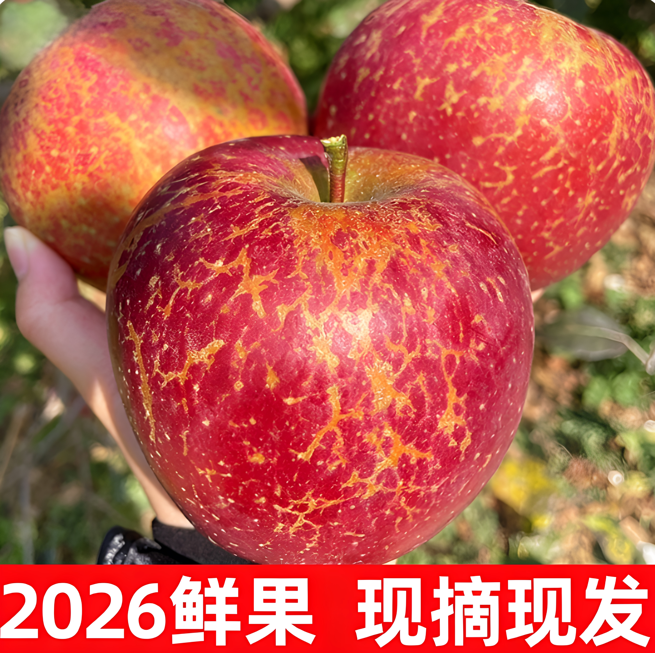 【2026年新鲜】正宗云南高山高原丑苹果新鲜当季脆甜多汁新鲜水果