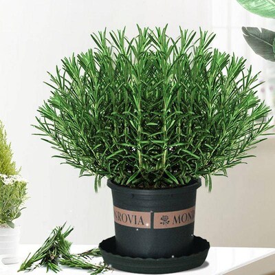 Rosemary potted edible herb plant western food spice steak