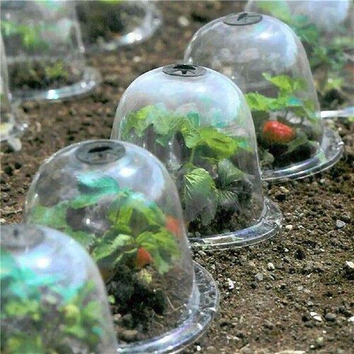Plant Bell Cover Dome Anti-freeze Transparent Protector