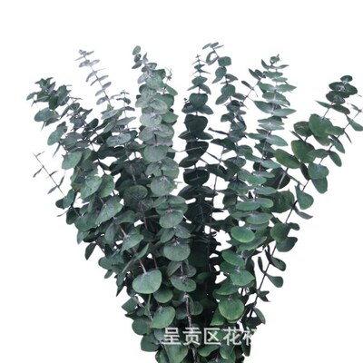 Eucalyptus Eucalyptus Leaves, Dried Flowers, Preserved Flowe