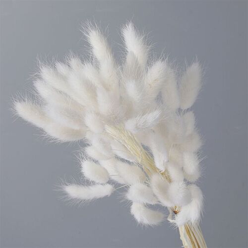 Natural Dried Flowers Lagurus Ovatus Grass White Black Grey