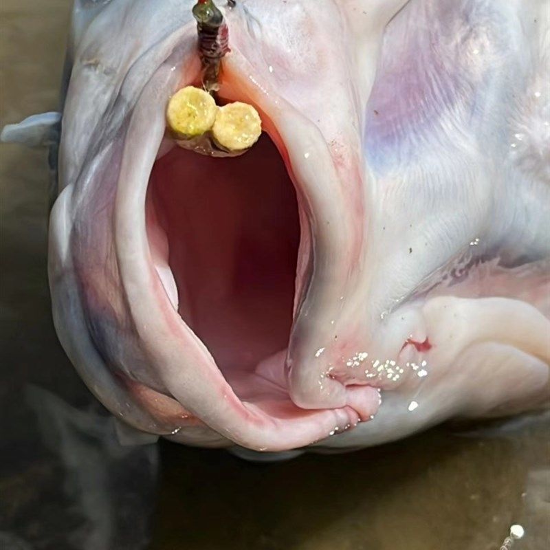 小崔钓大物小药 泡螺诱钓巨青黑坑鱼饵促食剂青鱼小药专用,户外/登山/野营/旅行用品,台钓饵,淘宝优惠券,粉丝福利购,淘宝优惠卷