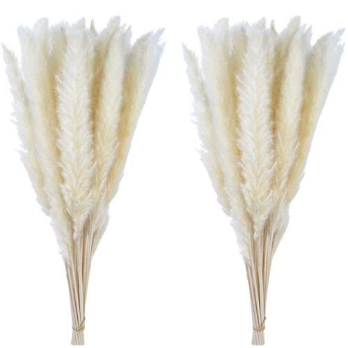 Pampas Grass Small Reed Dried Flowers Rabbit Tail Grass Smal