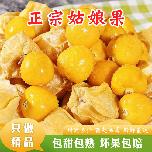 云南当季现摘菇娘果5斤包邮
