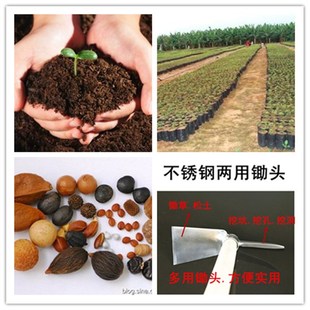 阳江手工锻打两用不锈钢锄头园林除草种植花草农具用具小尖锄