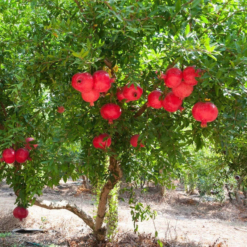 特大石榴树树苗突尼斯石榴树苗盆栽地栽庭院别墅工程树苗苗木花卉,鲜花速递/花卉仿真/绿植园艺,绣球/木绣球/木本植物,淘宝优惠券,粉丝福利购,淘宝优惠卷