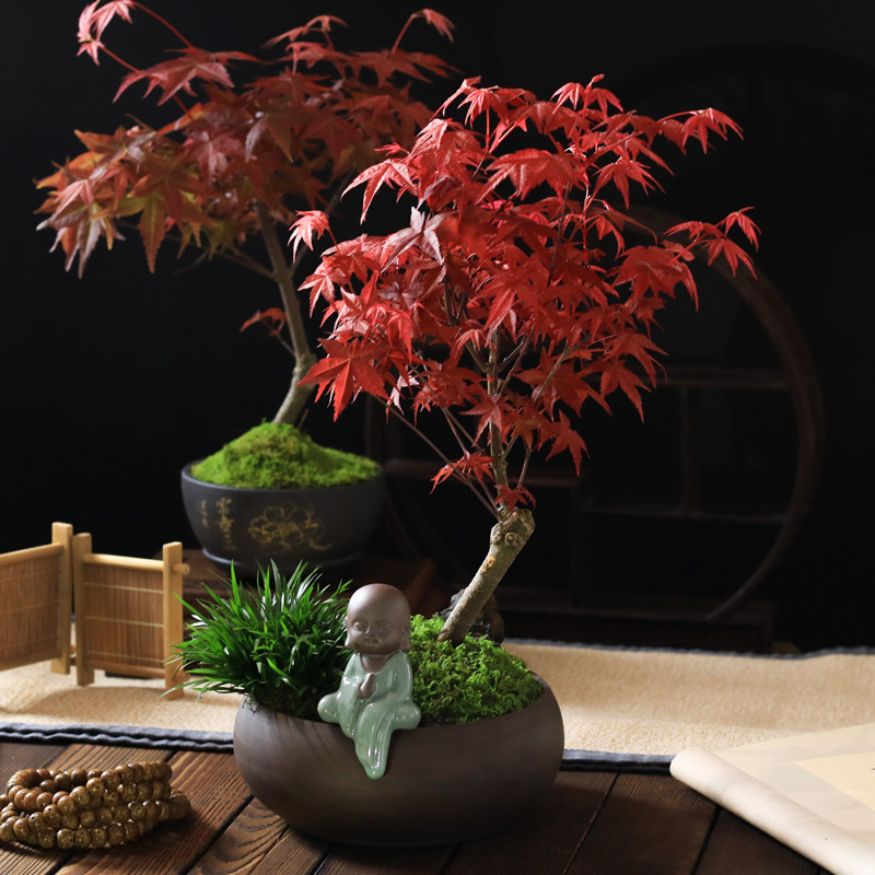 盆景植物悬崖提根素材文竹榆树六月雪赤楠清香木红枫紫檀米竹雀梅,鲜花速递/花卉仿真/绿植园艺,绿植,淘宝优惠券,粉丝福利购,淘宝优惠卷