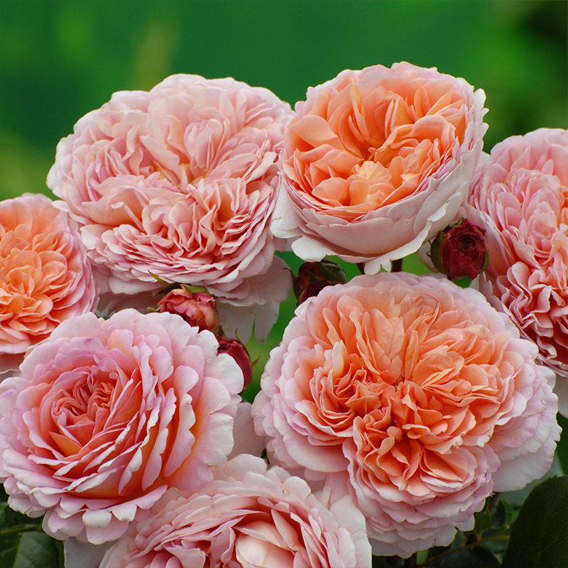 天狼月季 亚伯拉罕达比 月季玫瑰 多季可藤可灌强香月季,鲜花速递/花卉仿真/绿植园艺,月季/蔷薇/玫瑰,淘宝优惠券,粉丝福利购,淘宝优惠卷