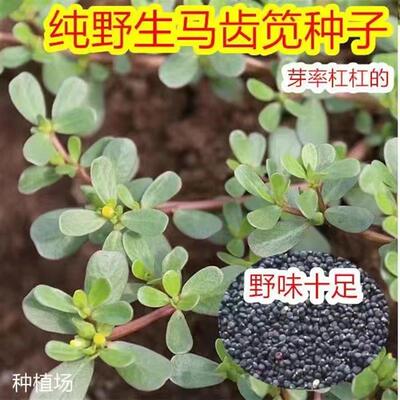 Edible purslane seeds, amaranth seeds, potted amaranth vege