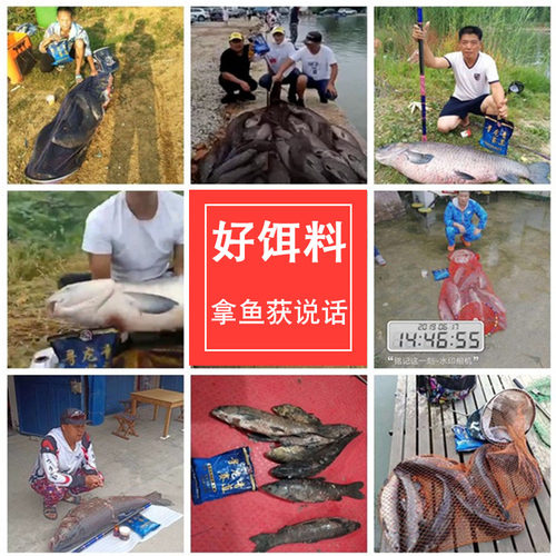 寻龙青 赛道青鱼皮筋三挂钩颗粒 黑坑野钓专攻青草鱼黑皖钓鱼饵料