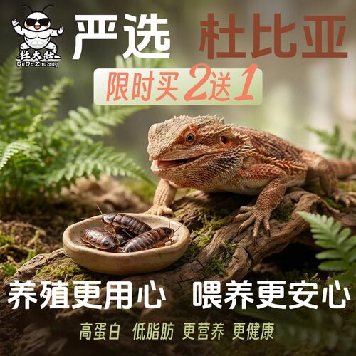 杜大壮杜比亚蟑螂爬宠活体饲料