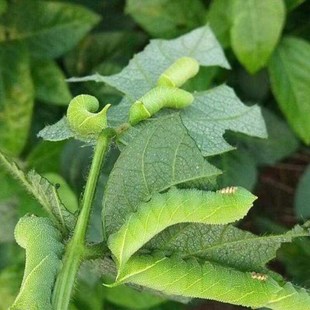 灌云豆丹豆虫鲜活钓鱼饵料豆青虫猪儿虫绿色大青虫鲶鱼饵宠物食物