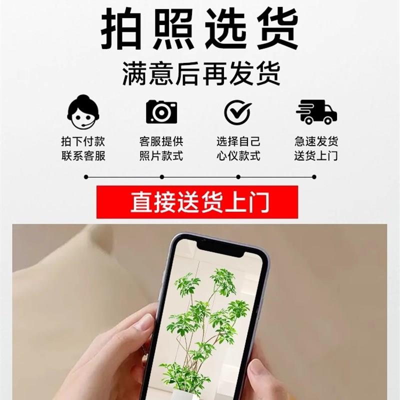 鸭脚木客厅大型植物盆栽树苗室内落地绿植八方来财造型办公室植物