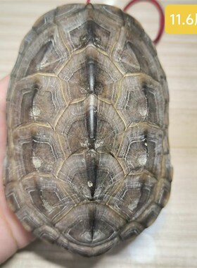 2甲财者之龟 龟趣天然完整龟壳家居摆件办公室摆件中式桌面客厅