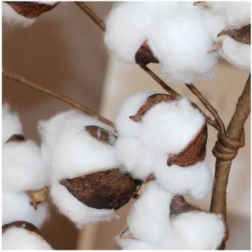 Recommended 80 Cotton Garlands In Stock, Cotton Dried Flower