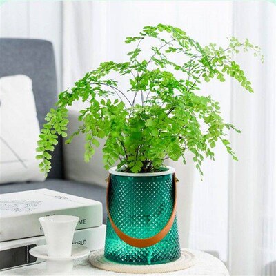 Transparent Modern Flower Vase Visible Large Capacity