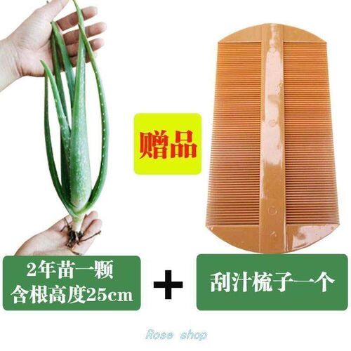 aloe vera leaves edible beauty aloe fresh leaf irri