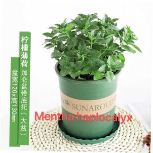basil plants herbs mint rosemary thyme, spices Edible plant