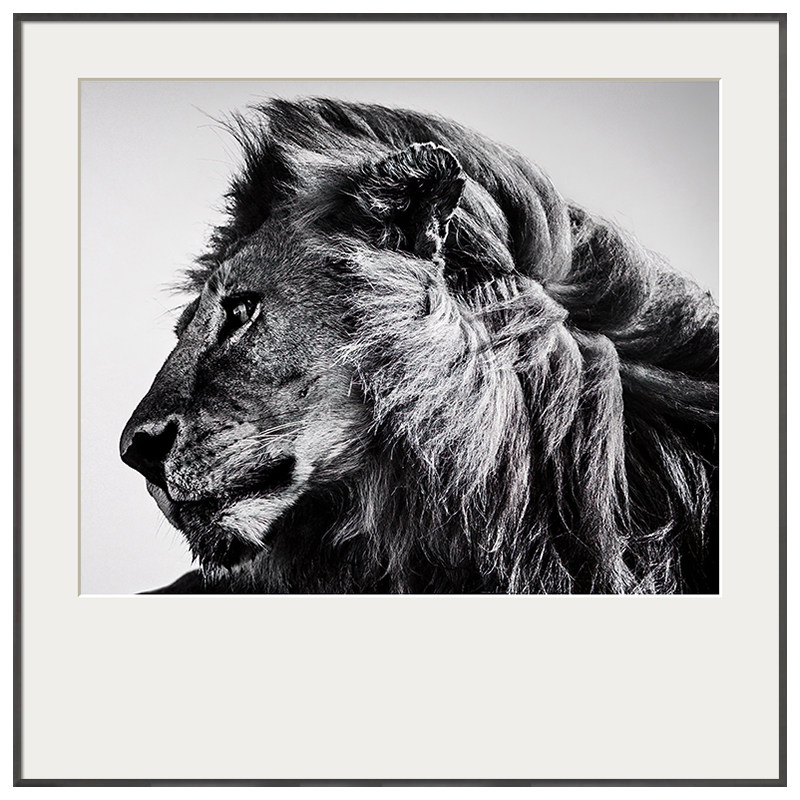 雄狮 黑白动物照片摄影挂画客厅餐厅复古装饰画大尺寸艺术墙壁画,家居饰品,现代装饰画,淘宝优惠券,粉丝福利购,淘宝优惠卷