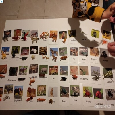 24Pcs/Set Montessori baby Learning English Animals Kids