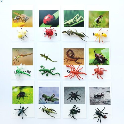 24Pcs/Set Montessori baby Learning English Animals Kids