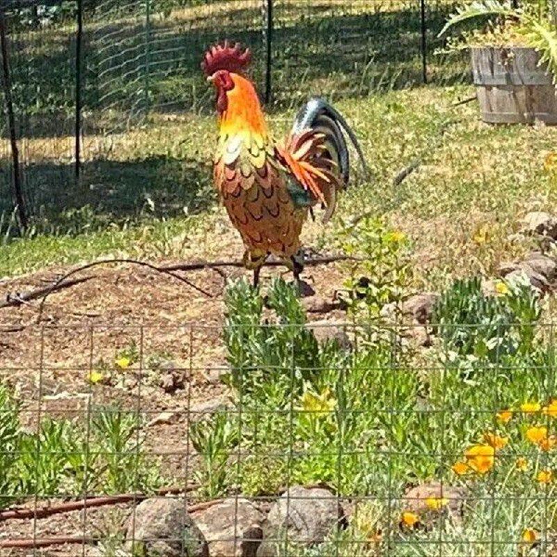 Metal Garden Sculpture Iron Rooster Statue Garden图片