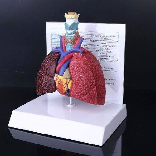Life Size Human Lung Model Anatomical Respiratory System