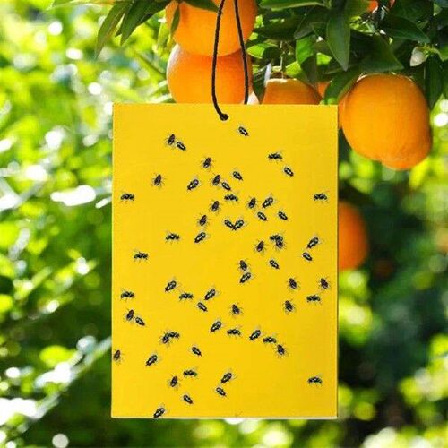 30/50/100 Pcs Sticky Traps Double Sided 8x6/8x4 Inch Fruit