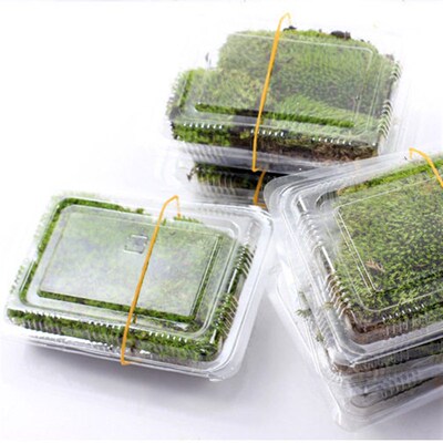 Moss Micro-landscape Air-dried//fresh White-haired Moss Smal