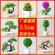 mini grass ball Desktop living plant bonsai room simulation