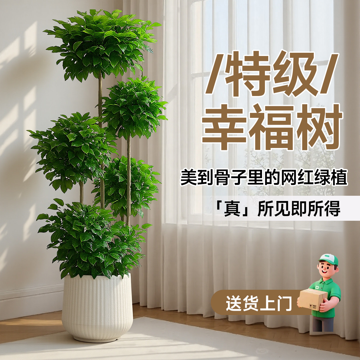 ZB五层幸福树客厅盆栽大型绿植办公室内好养落地植物观叶四季常绿