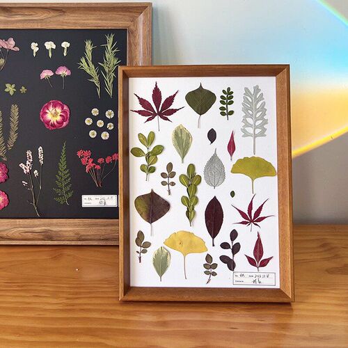 Real Leaf Plant Specimens Kindergarten Handmade ers Dried Fl