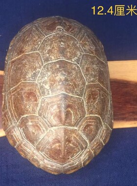 龟趣天然完整干净真乌龟壳文玩手把件家居客厅摆件送礼桌面中式