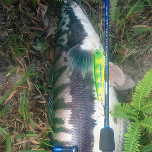 钓之屋水面系之字狗10g20克浮水铅笔z字狗路亚假饵翘嘴路亚之子狗