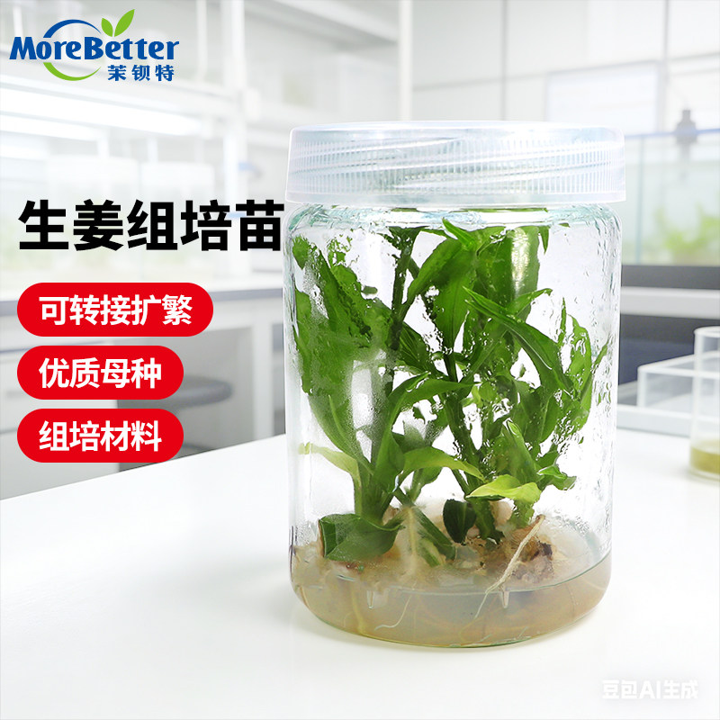 茉钡特生姜无菌组培瓶苗带瓶发