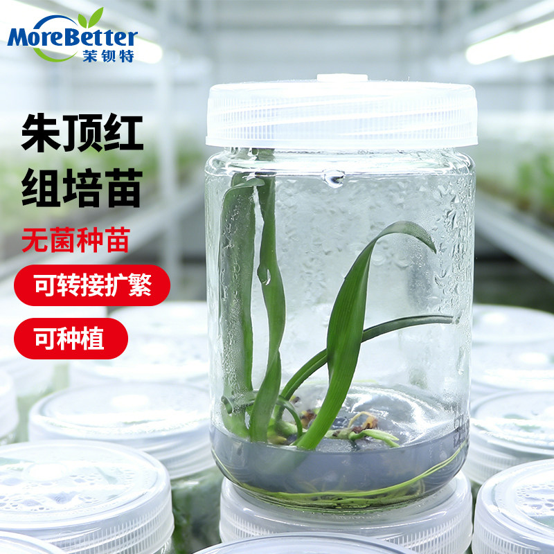 茉钡特朱顶红无菌组培苗幼苗种苗