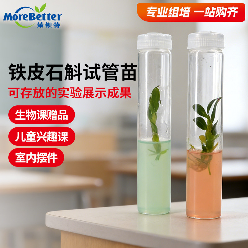 石斛彩色试管苗无菌组培高中生物
