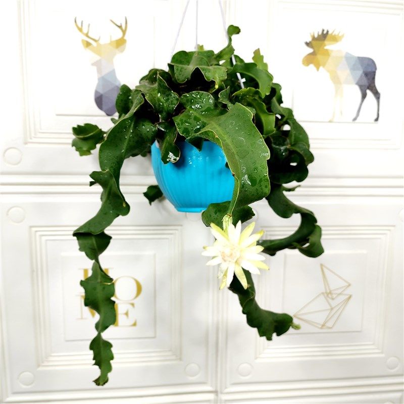 网红昙花卷叶昙花吊兰阳台绿植盆栽室内可养夏季开花含盆带土发货,鲜花速递/花卉仿真/绿植园艺,绣球/木绣球/木本植物,淘宝优惠券,粉丝福利购,淘宝优惠卷