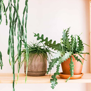 虹越昙花丝苇盆栽苗阳台垂吊窗台庭院种植鱼骨令箭耐阴室内绿植物