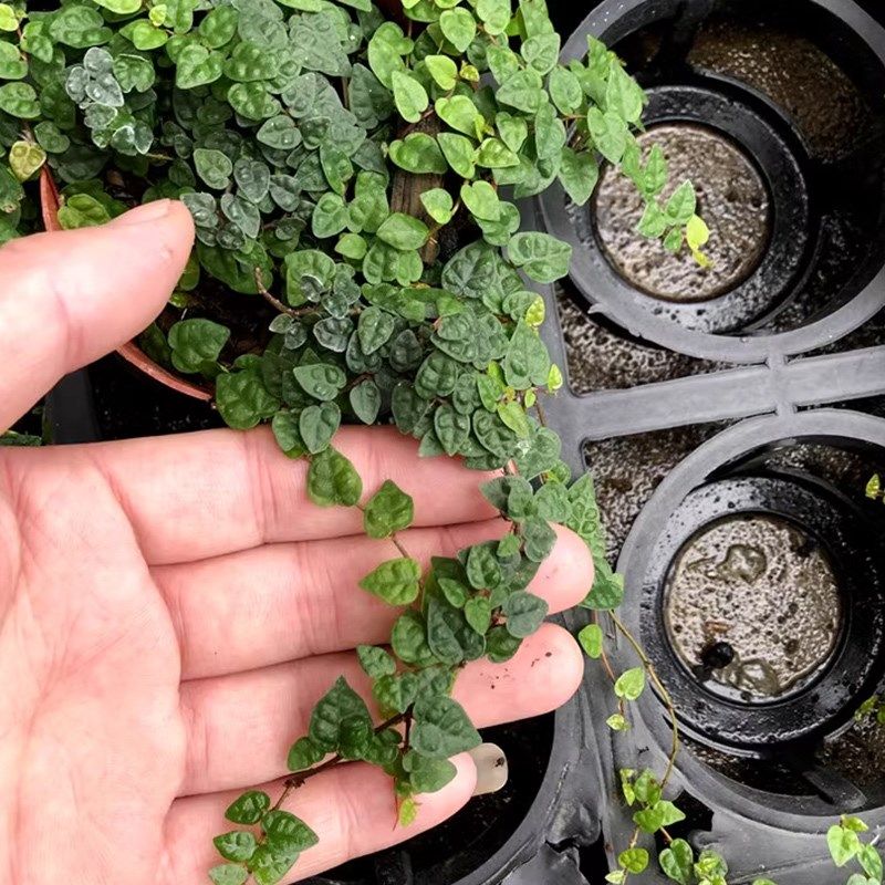 黄缘龟箱专用爬藤植物半水龟水陆缸生态造景攀爬绿植匍匐铺地垫材图片