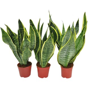 虎皮兰盆栽植物室内盆栽金边虎尾兰盆栽花卉白玉虎皮兰