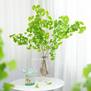 【云花甄选】绿色银杏叶鲜切枝室内绿植家居装饰水养小清新观赏花