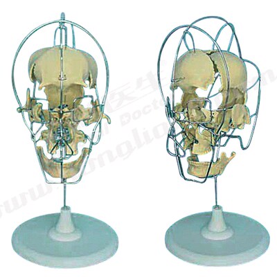 成人分离头颅骨模型A11116/1